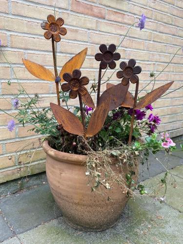 Blomster til potter